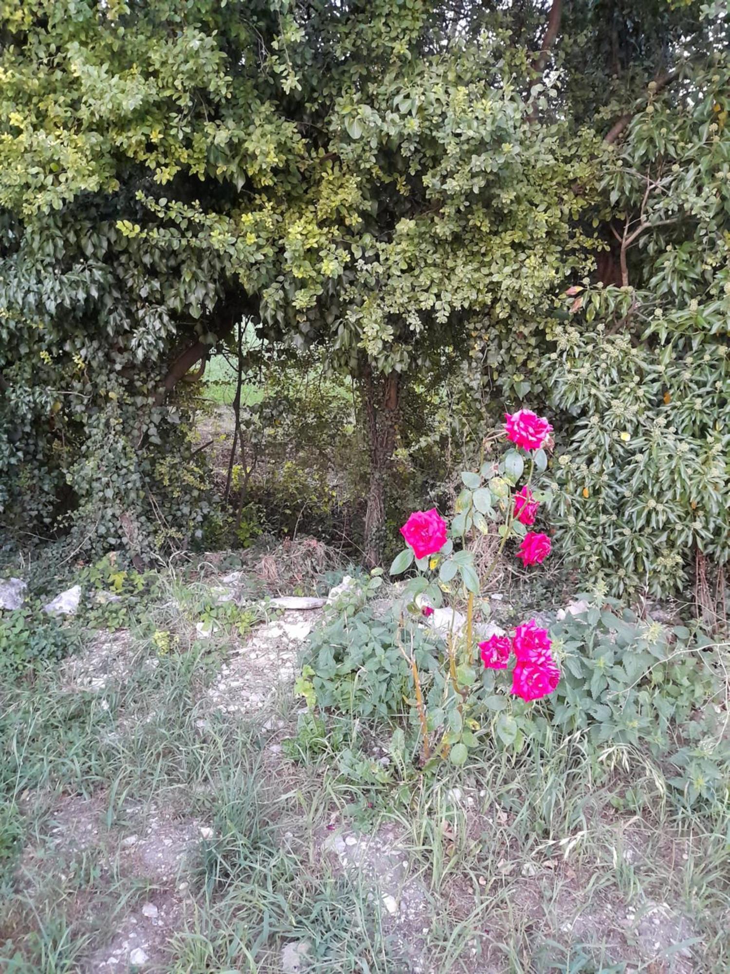 Apartament Chambre D'Hote Courtenay  Zewnętrze zdjęcie